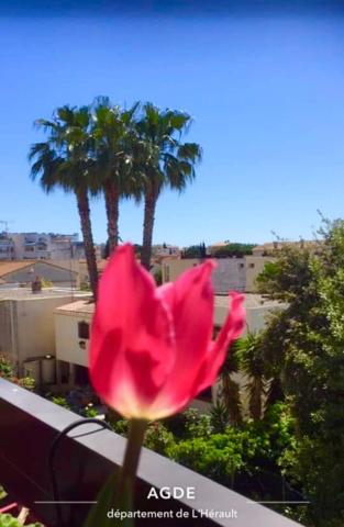 SUPERBE APPARTEMENT A AGDE A DECOUVRIR SANS TARDER