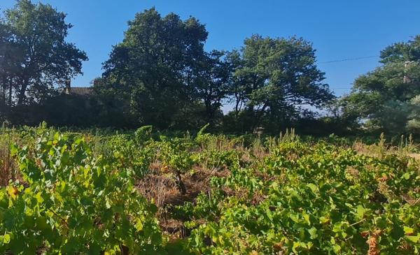 Terrain plein sud à  Sainte Cécile Les Vignes