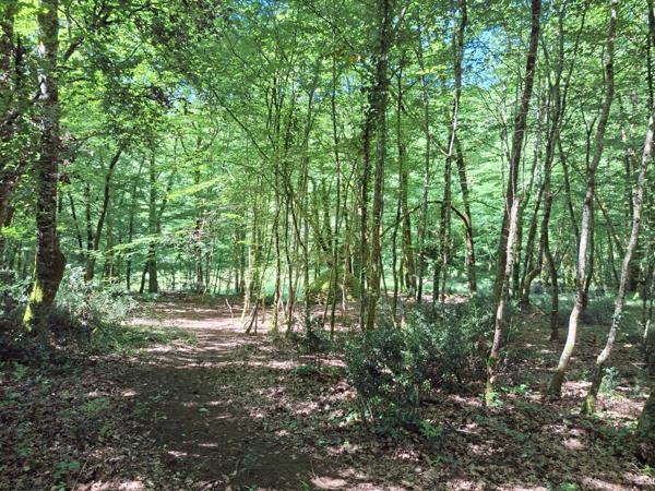 Propriété de caractère avec deux maisons en pierre sur plus de 9 hectares aux portes de Sarlat – Périgord Noir