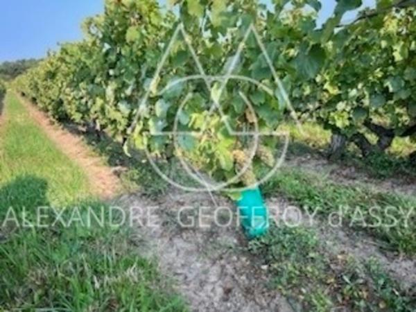 Rare opportunité… Vignoble en appellation Vouvray de 20 ha.