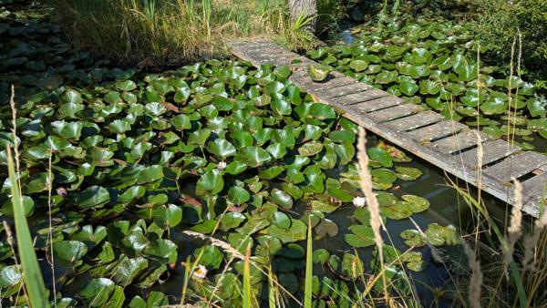 Maison T3 avec grand terrain arboré et grand plan deau