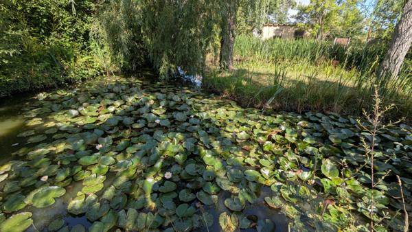 Maison T3 avec grand terrain arboré et grand plan deau