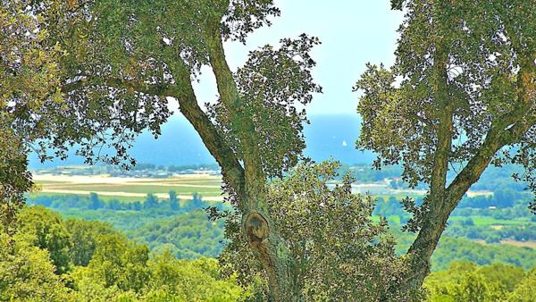 Maison à BASTELICACCIA, 20129 - 5 pièces 172m²