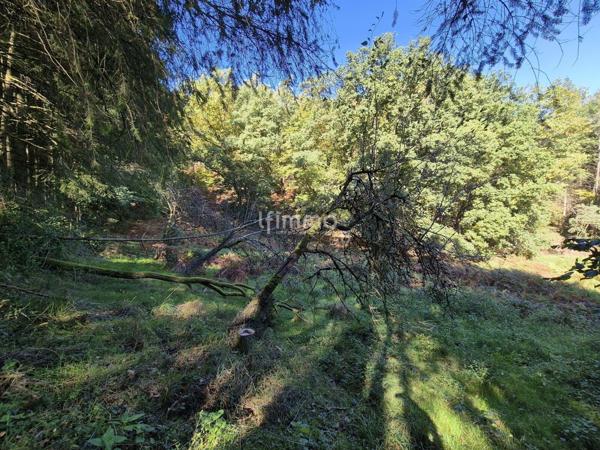 Très belle maison de 196.20 m2 habitables à Reipertswiller.