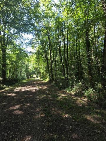 Belle parcelle de bois à proximité d'un petit village du berry