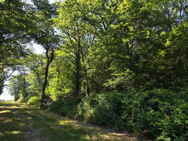 Belle parcelle de bois à proximité d'un petit village du berry