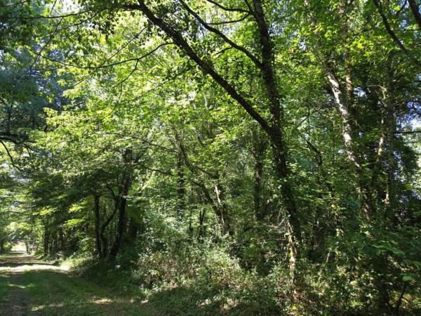 Belle parcelle de bois à proximité d'un petit village du berry