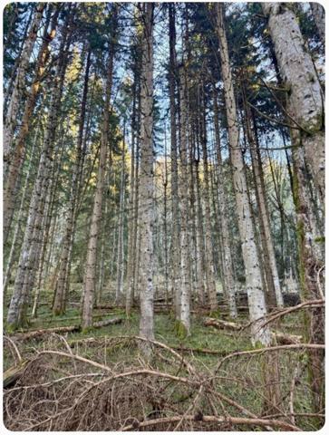 Ensemble de parcelles agricoles ARACHES LA FRASSE (74)
