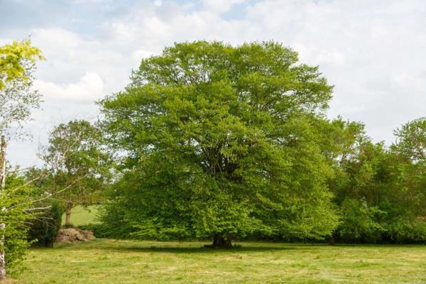Propriété à vendre 8 pièces, 10 min de Paray Le Monial(71)