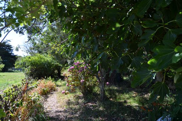 Plougasnou (29630) Plougasnou bourg, maison trois chambres sur 1000 m2 de terrain.