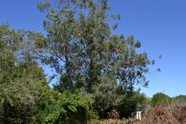 Plougasnou (29630) Plougasnou bourg, maison trois chambres sur 1000 m2 de terrain.