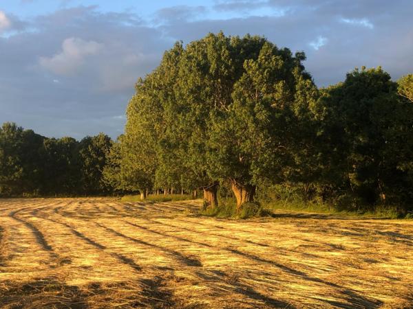 EXCEPTIONNELLE PROPRIETE ARBORE A SEULEMENT 10 MINUTES DE LA ROCHELLE TERRAIN DIVISIBLE SELON VOS BESOINS !
