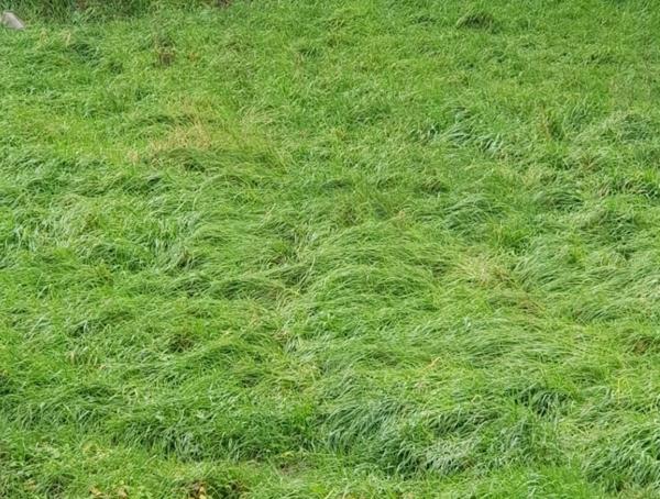 Dpt Vosges (88), à vendre MIRECOURT terrain avec ancienne maisonnette à renover et garage