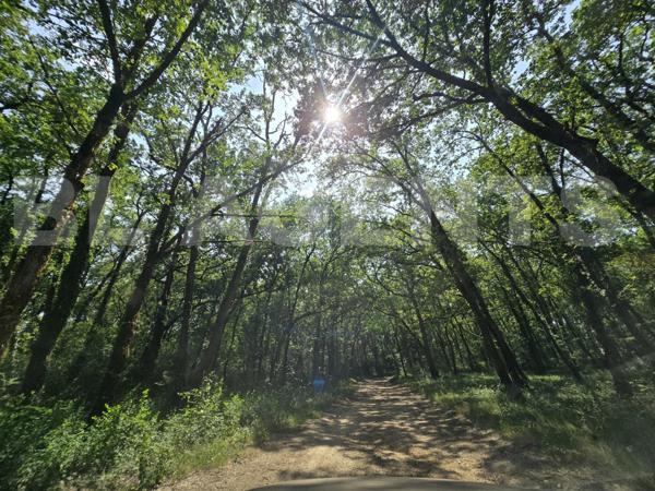 Offrez-vous un coin de nature préservée, au cœur d’un écrin boisé.