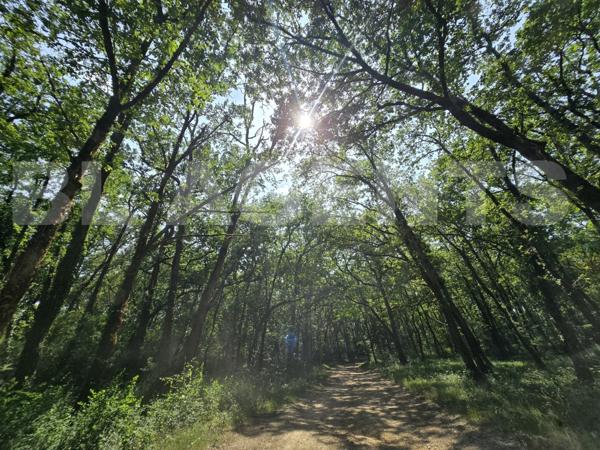 Offrez-vous un coin de nature préservée, au cœur d’un écrin boisé.