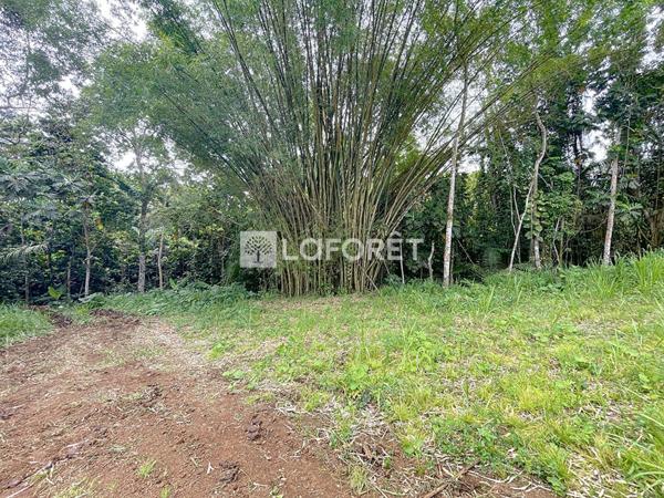 Achat terrain Lamentin - 800 m² - 154 000 €