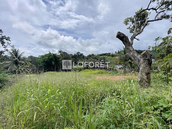 Achat terrain Lamentin - 800 m² - 154 000 €