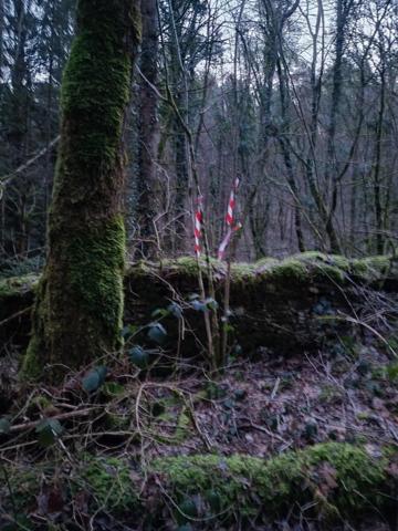 Terrain forestier – 6 175 m² – Granges-de-Vaivre Mouchard (Jura)