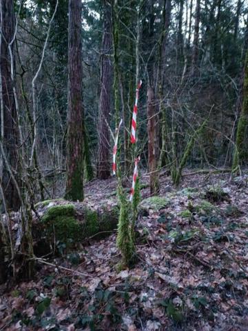 Terrain forestier – 6 175 m² – Granges-de-Vaivre Mouchard (Jura)