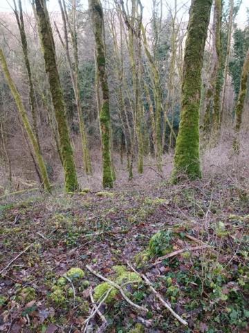 Terrain forestier – 6 175 m² – Granges-de-Vaivre Mouchard (Jura)