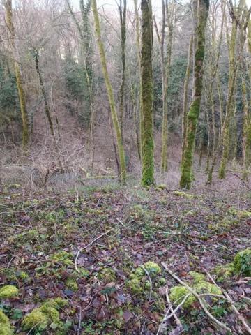 Terrain forestier – 6 175 m² – Granges-de-Vaivre Mouchard (Jura)
