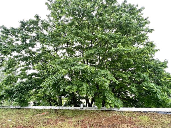 Joué-lès-Tours (37300) Appartement T2