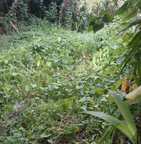 TERRAIN PLAT A FORT POTENTIEL