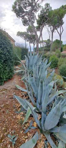 T2 plain-pied traversant