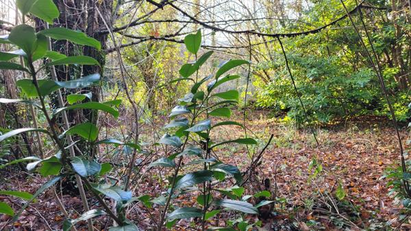 Petite maison en pierres à rénover avec terrain