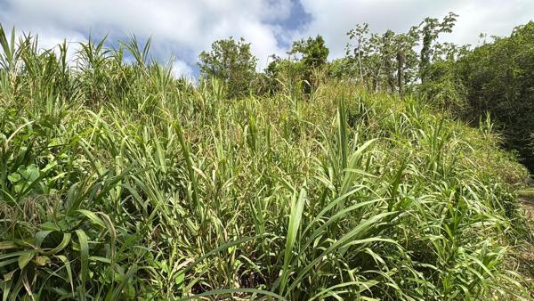 LE FRANCOIS : TERRAIN DE 1083 M² Ecrin de verdure