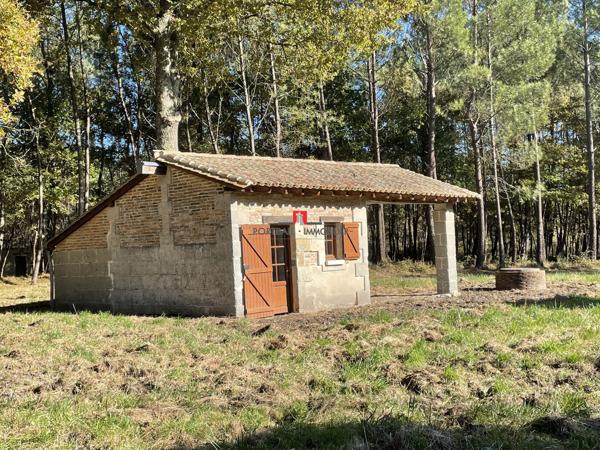 Bois de pins et de chênes