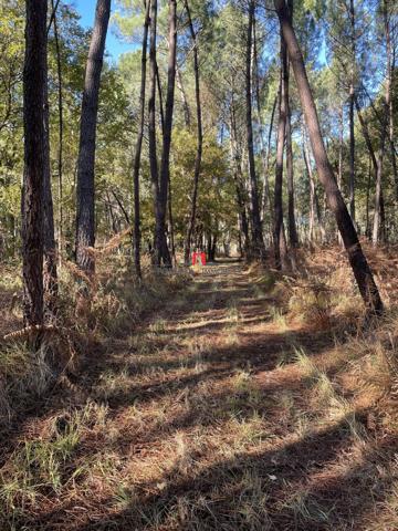 Bois de pins et de chênes