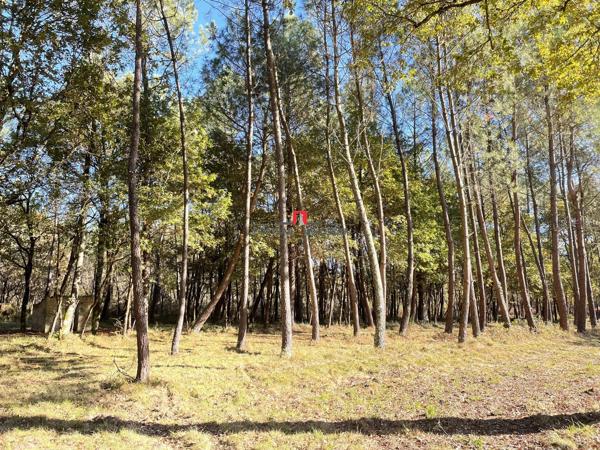 Bois de pins et de chênes
