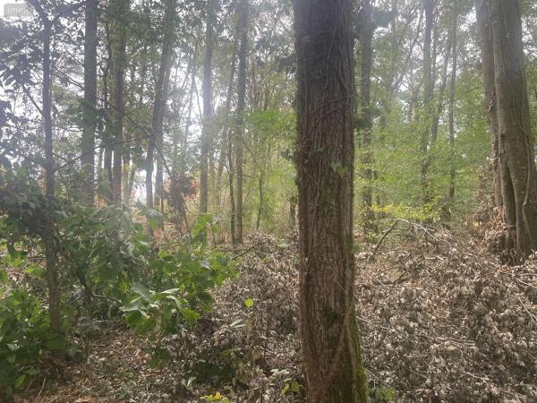 Achat - Terrain de loisirs, bois, étangs Ambrières-les-Vallées 53300 1 m 2