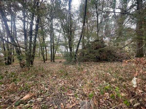 Achat - Terrain de loisirs, bois, étangs Ambrières-les-Vallées 53300 1 m 2