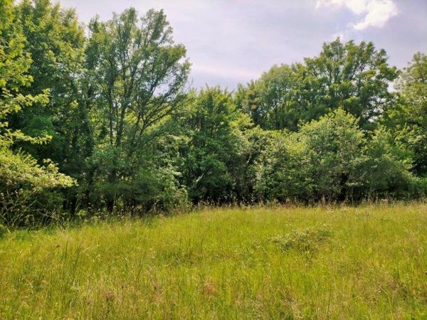 Terrain constructible boisé