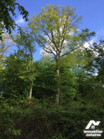 PARCELLES BOIS TAILLIS A VENDRE BERNEUIL SUR AISNE 60350 OISE 60 HAUTS DE FRANCE

3 parcelles...