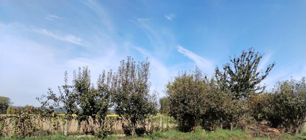 Javené (35133) Maison 4 pièces 75 m2