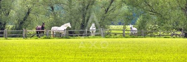 UN DOMAINE ÉQUESTRE RARE EN FORÊT D'ÎLE-DE-FRANCE