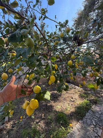 Villa T3 de plain-pied 4 faces sur parcelle 426 m² Espira-de-l’Agly