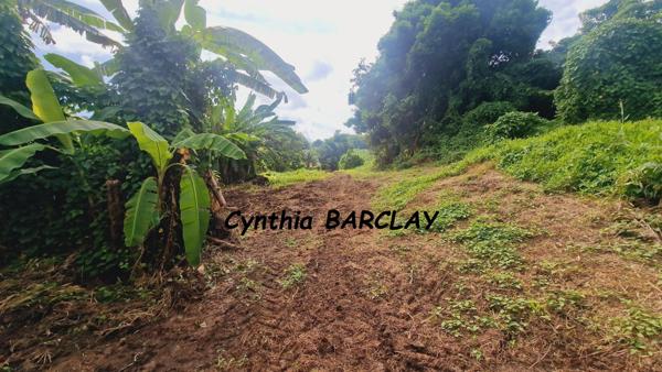 Terrain à DUCOS (97224)