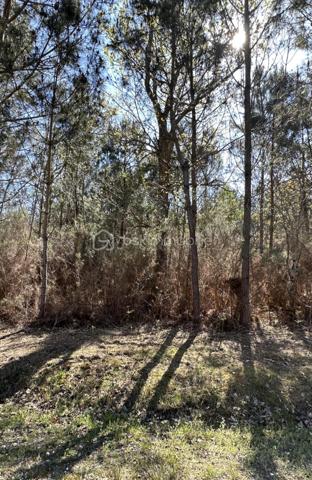 Foret de 31 450 m²