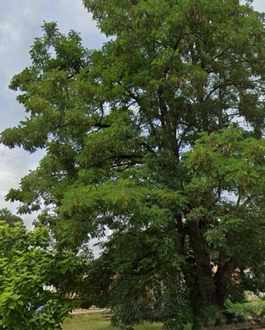 Terrain viabilisé de plus de 1250 m²