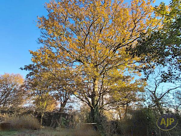 Vente maison Montaigu : 196 200 € - AJP Immobilier Vieillevigne