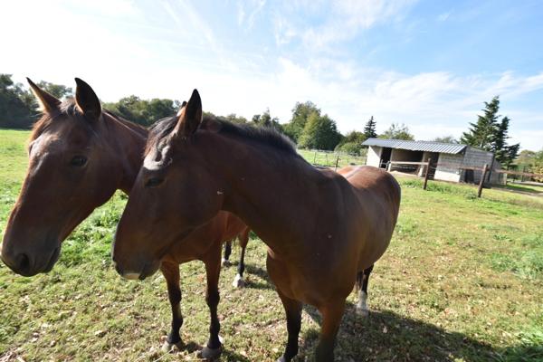 FERME SUR 30 ha AVEC LONGERE ET DEPENDANCE