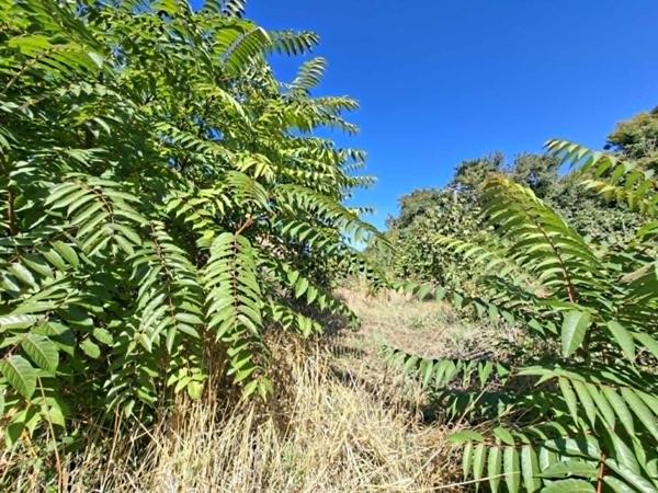 Terrain à vendre constructible non viabilisé à Brézé de 609 m², environnement calme