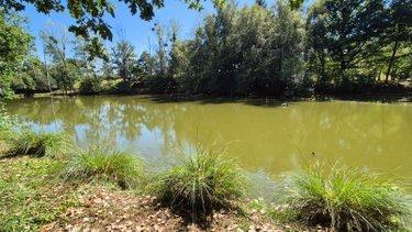 Terrain de loisirs - Bois - Etangs à vendre à Gorron en Mayenne (53120), ref : 2881