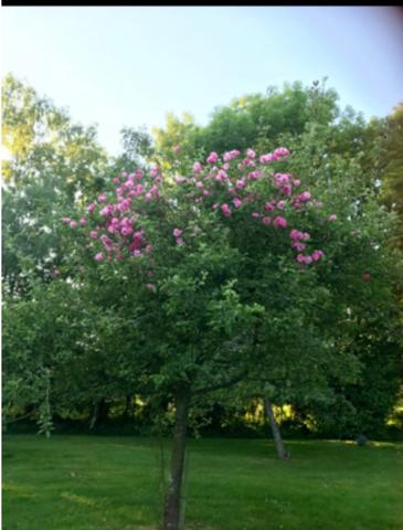 PIEURE du XVIIIème siècle, SON PRESSOIR AMÉNAGÉ ET SES DÉPENDANCES SUR 2 HECTARES DE JARDIN À L’ANGLAISE
