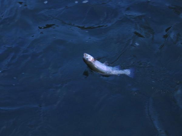 Bâtiment en pierres à vendre CHALEY (01) 1 garage et une pièce au 1er étage