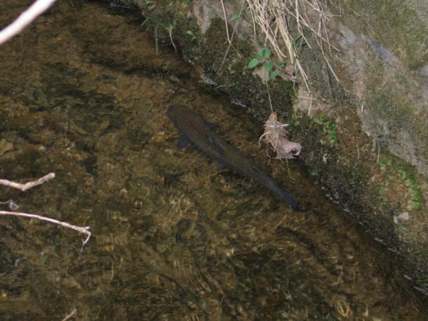 Bâtiment en pierres à vendre CHALEY (01) 1 garage et une pièce au 1er étage